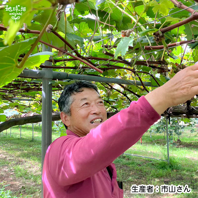 9����ȯ�� No.4-2 ���Ĥ�Į�Ի�����δ������ʼ��� 3kg�ڿ��̸��ꡦ����ľ����