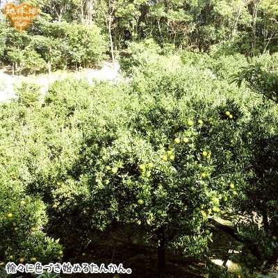 ���󤫤� 4kg ȯ������2���3����