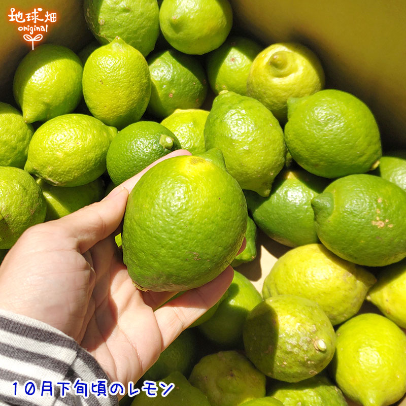 ����(�ꥹ�ܥ�) ���2�ĥѥå� ͭ������ ȯ������10���1��