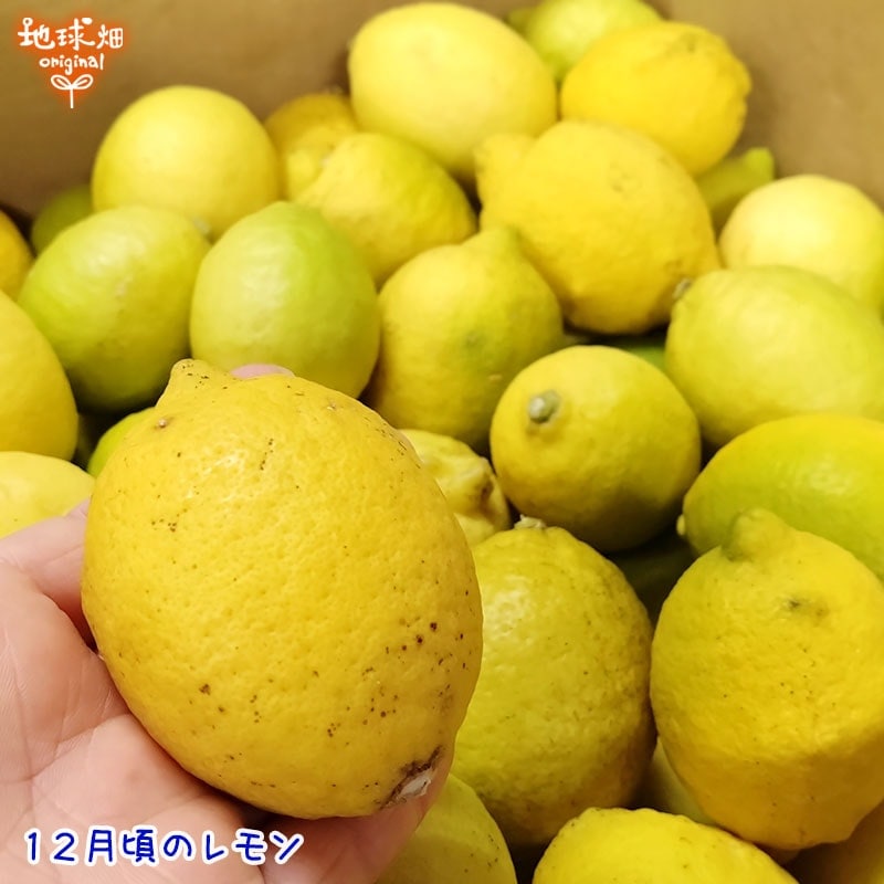 ����(�ꥹ�ܥ�) ���2�ĥѥå� ͭ������ ȯ������10���1��
