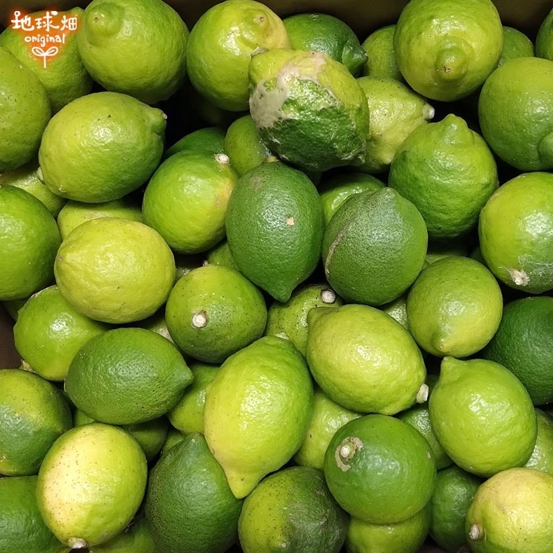 ����(�ꥹ�ܥ�) ���2�ĥѥå� ͭ������ ȯ������10���1��