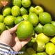 ����(�ꥹ�ܥ�) ���2�ĥѥå� ͭ������ ȯ������10���1��