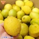 ����(�ꥹ�ܥ�) ���2�ĥѥå� ͭ������ ȯ������10���1��