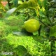 ����(�ꥹ�ܥ�) ���2�ĥѥå� ͭ������ ȯ������10���1��