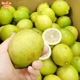 ����(�ꥹ�ܥ�) ���2�ĥѥå� ͭ������ ȯ������10���1��