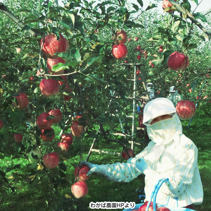 No.10-4 �������� �Ƥ�� ��������륷�������� 3kg ��¢�ءڻ���ľ��������̵����