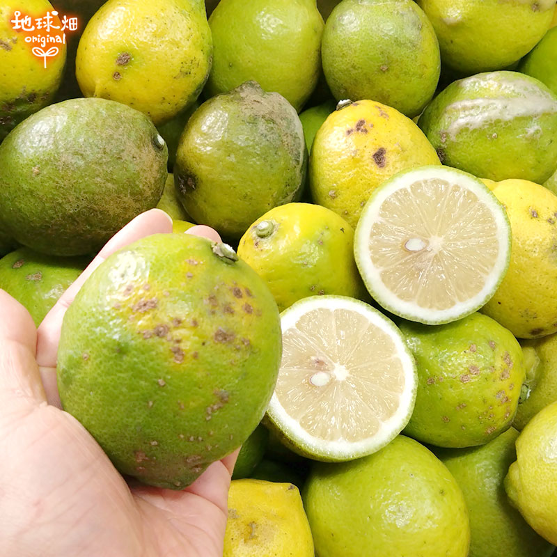 ������ ����(�ꥹ�ܥ�) 2kg ͭ������ ȯ������10������1��