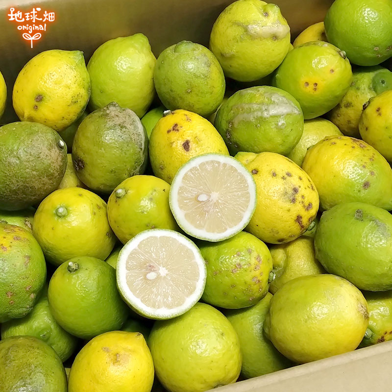 ������ ����(�ꥹ�ܥ�) 2kg ͭ������ ȯ������10������1��