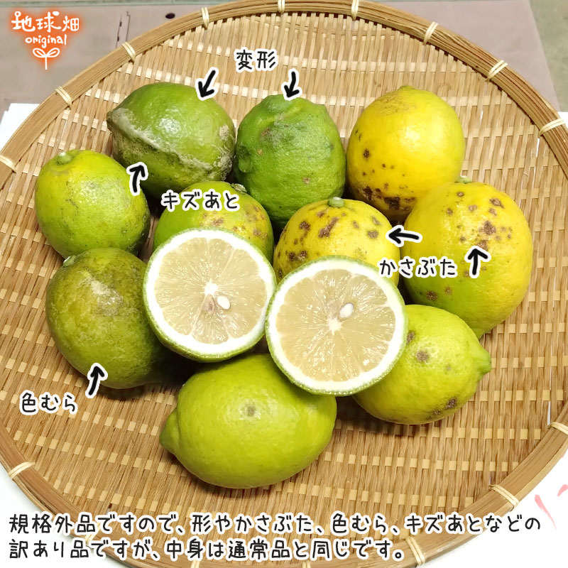 ������ ����(�ꥹ�ܥ�) 4kg ͭ������ ȯ������10������1��