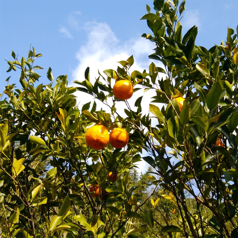 �ݤ󤫤� 8kg ȯ������12��ܡ�2����� �ݥ󥫥�