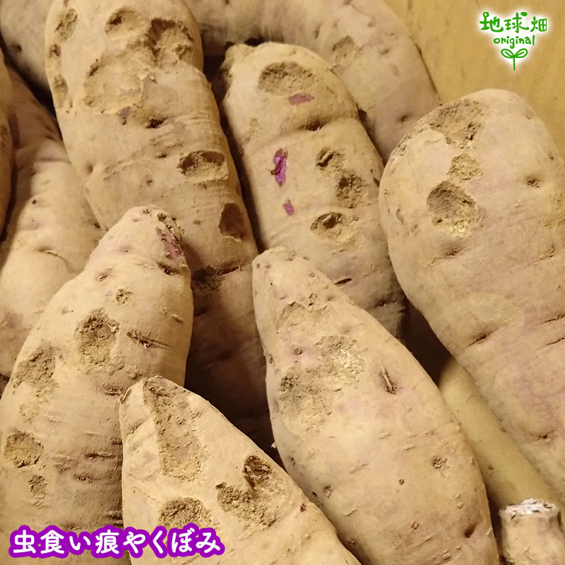 ������ ��� 9kg 2026ǯ�� ȯ������9���11��