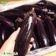 �ʤ� 1kg(6��8��) ��¢�� ȯ������6���9��