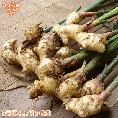 2025ǯ�� ����ժ 150g�ѥå� ���礦��