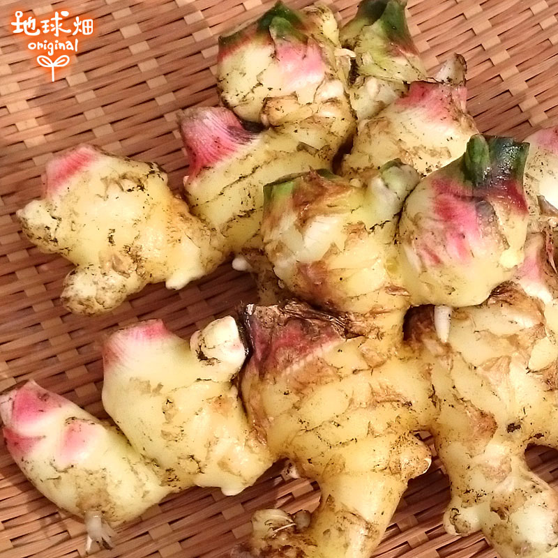 2025ǯ�� ����ժ 2kg ���礦��