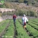 ���䤢�꤬�Ȥ��������ޤ��� ���Ƥ����ͭ���ͻ� ML������ 5kg ȯ������1���3�� �ڻ���ľ��������̵�� �������ϰ����������� ��ľ