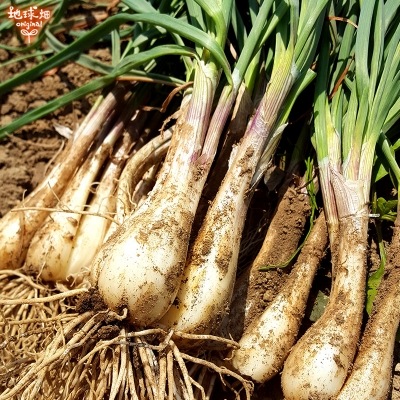 䤢꤬Ȥޤ ä礦 2kg ¢ ȯ46