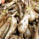 䤢꤬Ȥޤ ä礦 2kg ¢ ȯ46