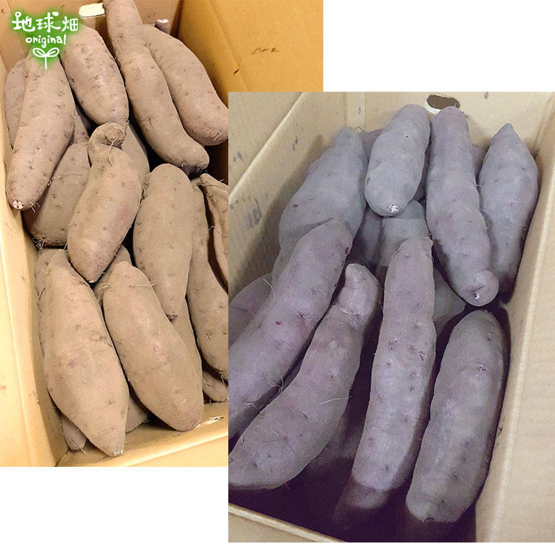 久保田さんの紫芋 ML (1本100～500g) 4kg 発送期間8月下旬～12月