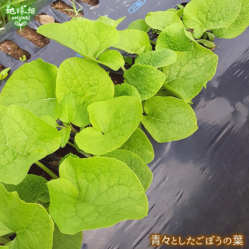 ���ܤ� 4kg ȯ������6���