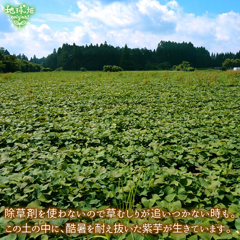 �����Ĥ���λ�� ML (1��100��500g) 9kg 2026ǯ�� ȯ������9���11��
