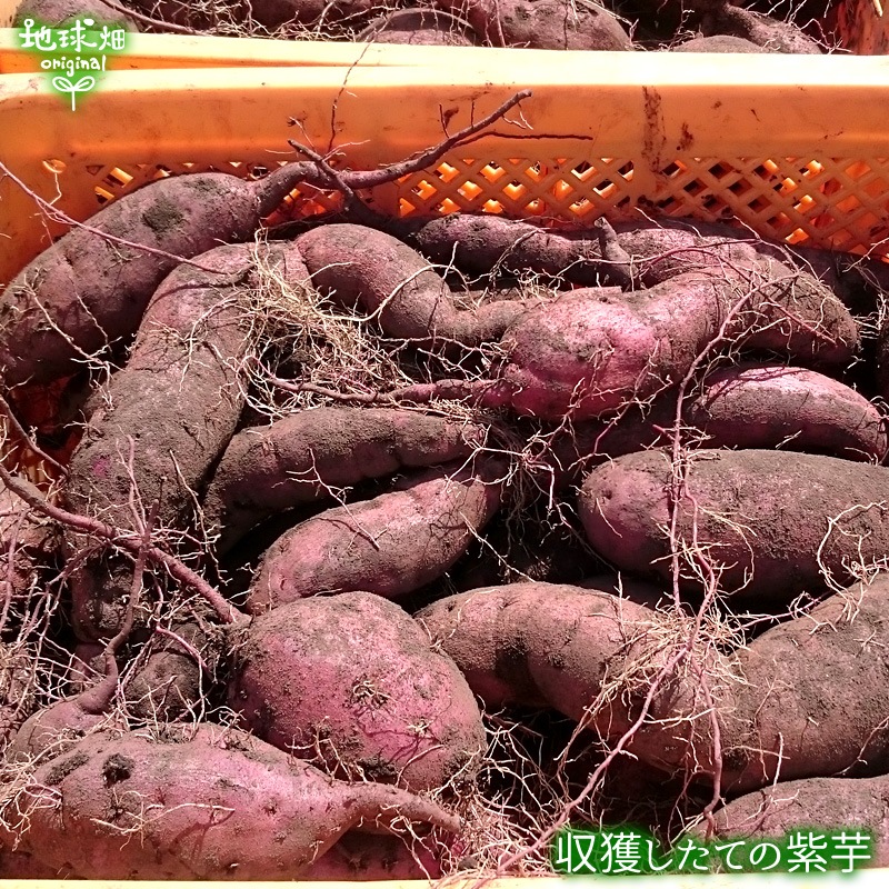 �����Ĥ���λ�� ML (1��100��500g) 9kg 2026ǯ�� ȯ������9���11��