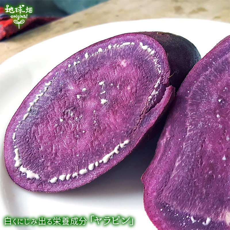 �����Ĥ���λ�� ML (1��100��500g) 9kg 2026ǯ�� ȯ������9���11��