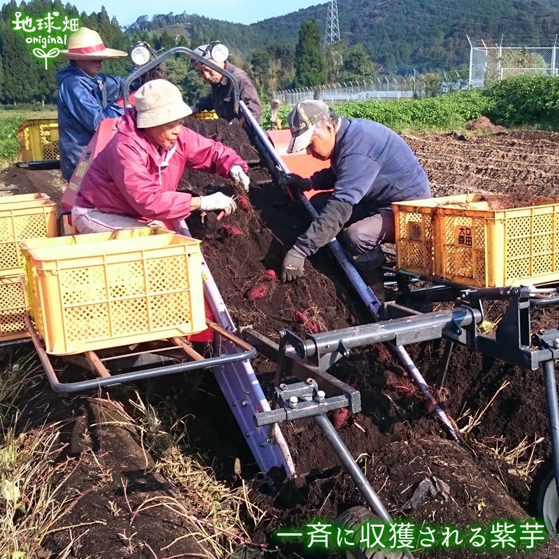 �����Ĥ���λ�� ML (1��100��500g) 9kg 2026ǯ�� ȯ������9���11��