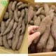 �����Ĥ���λ�� ML (1��100��500g) 9kg 2026ǯ�� ȯ������9���11��