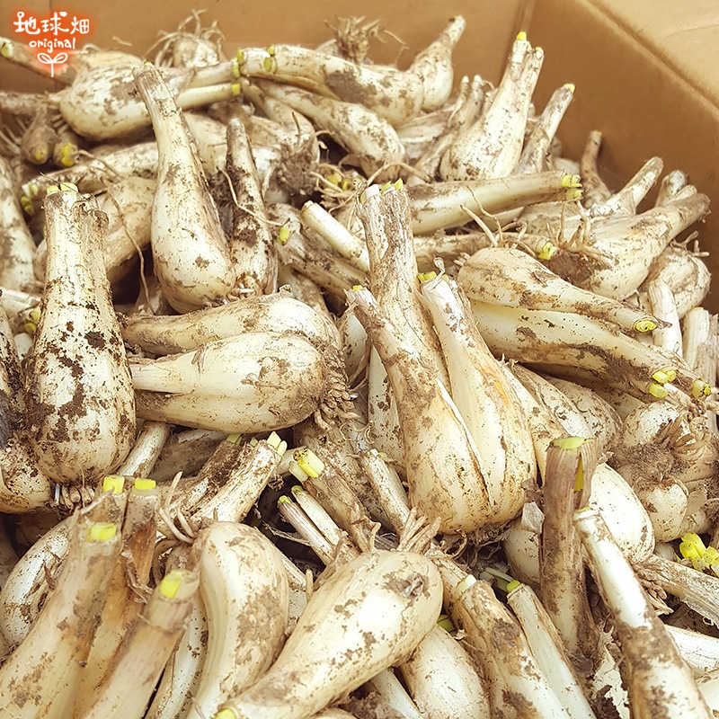 (�Ĥ�鷺��) ��ä��礦 8kg ��¢�� ȯ������5��6��