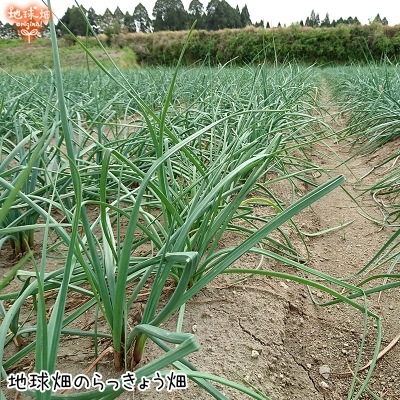 (�Ĥ�鷺��) ��ä��礦 8kg ��¢�� ȯ������5��6��