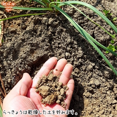 (�Ĥ�鷺��) ��ä��礦 8kg ��¢�� ȯ������5��6��