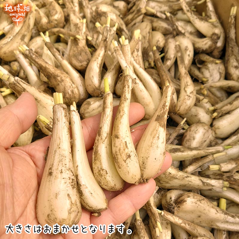 (�Ĥ�鷺��) ��ä��礦 8kg ��¢�� ȯ������5��6��