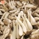 (�Ĥ�鷺��) ��ä��礦 8kg ��¢�� ȯ������5��6��
