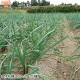 (�Ĥ�鷺��) ��ä��礦 8kg ��¢�� ȯ������5��6��