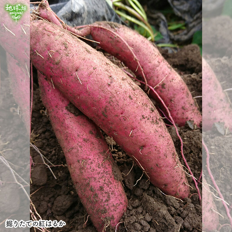 ���䤢�꤬�Ȥ��������ޤ��� ���Ƥ����ͭ���ȤϤ뤫 ML������ 3kg �ڻ���ľ��������̵�� �������ϰ����������� ��ľ