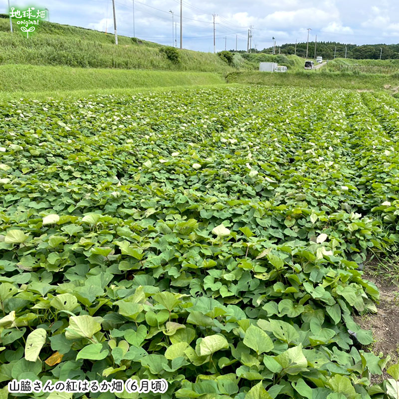 ���䤢�꤬�Ȥ��������ޤ��� ���Ƥ����ͭ���ȤϤ뤫 ML������ 3kg �ڻ���ľ��������̵�� �������ϰ����������� ��ľ