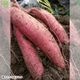 ���䤢�꤬�Ȥ��������ޤ��� ���Ƥ����ͭ���ȤϤ뤫 ML������ 3kg �ڻ���ľ��������̵�� �������ϰ����������� ��ľ