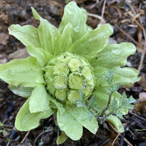 2024ղơաڥ๩˼KL ֥