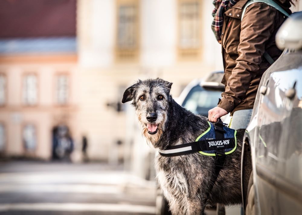 IDC® Powerharness (IDC®パワーハーネス - デザインシリーズ&ニューカラー) Babyサイズ 小型犬用