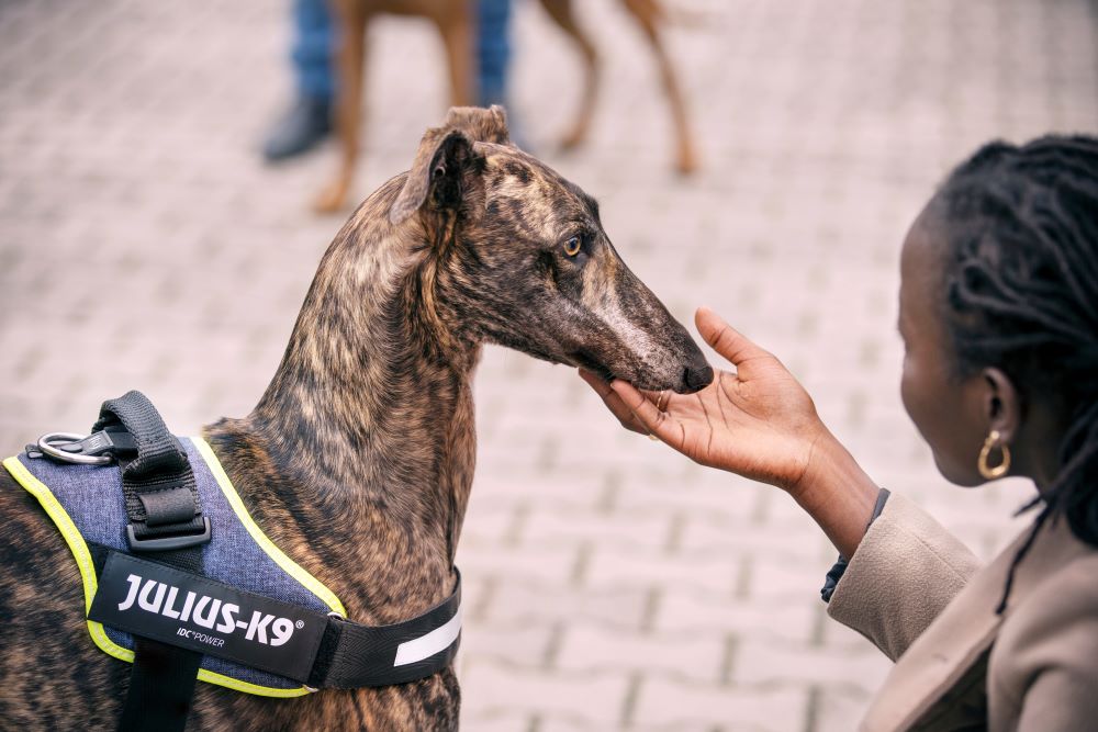 IDC® Powerharness (IDC®パワーハーネス - デザインシリーズ&ニューカラー) Miniサイズ 小・中型犬用