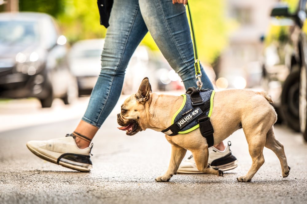 IDC® Powerharness (IDC®パワーハーネス - デザインシリーズ&ニューカラー) Miniサイズ 小・中型犬用