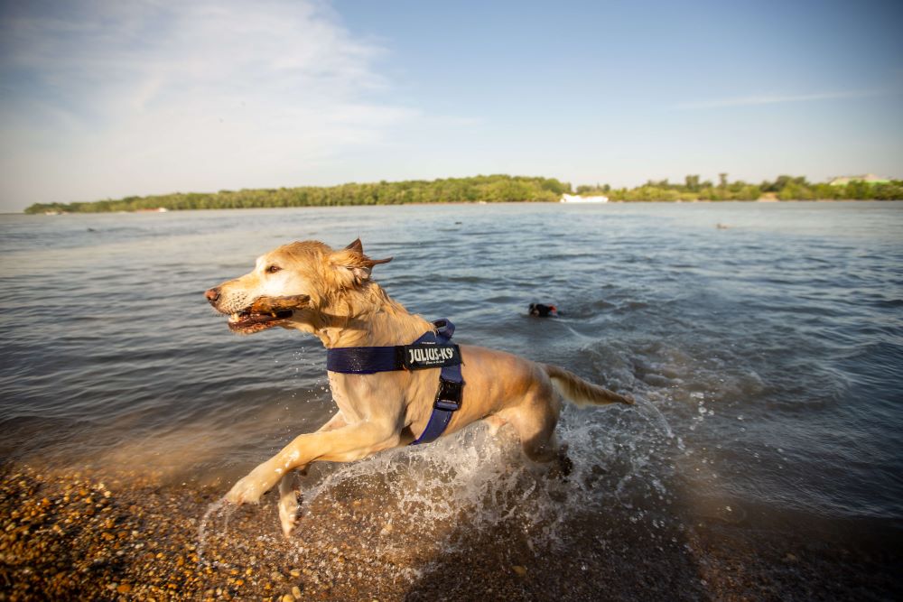 IDC® Color & Gray belt harness (IDC® ベルトハーネス) Size0 中・大型犬用