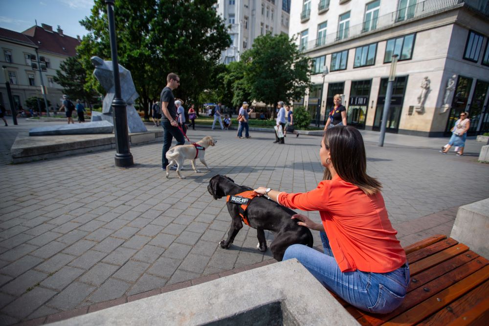 IDC® Color & Gray belt harness (IDC® ベルトハーネス) Size0 中・大型犬用