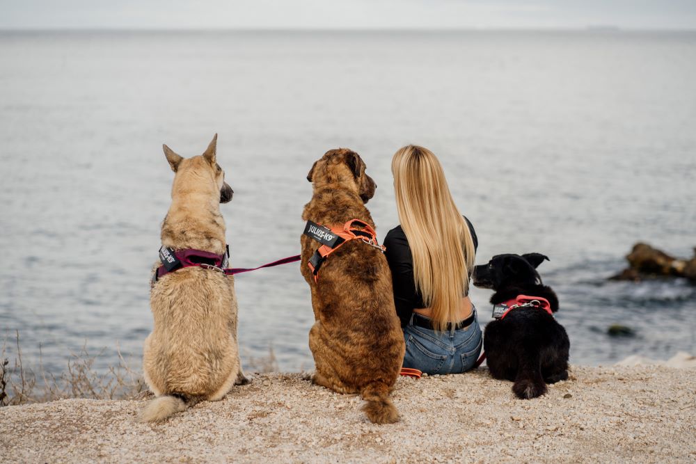 IDC® Color & Gray belt harness (IDC® ベルトハーネス) Size1~3 大型犬用