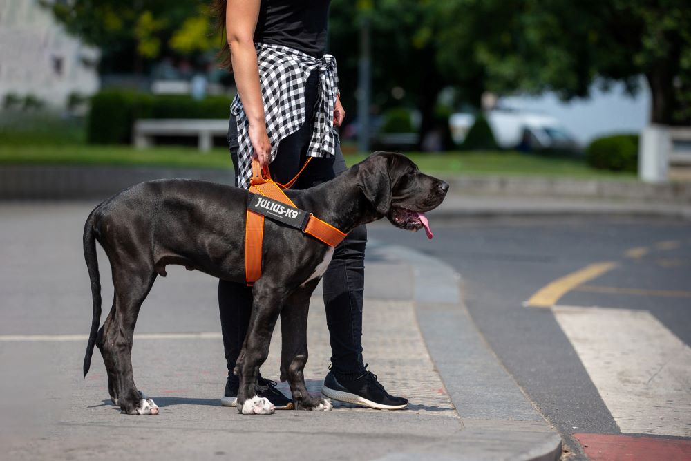 IDC® Color & Gray belt harness (IDC® ベルトハーネス) Size1~3 大型犬用