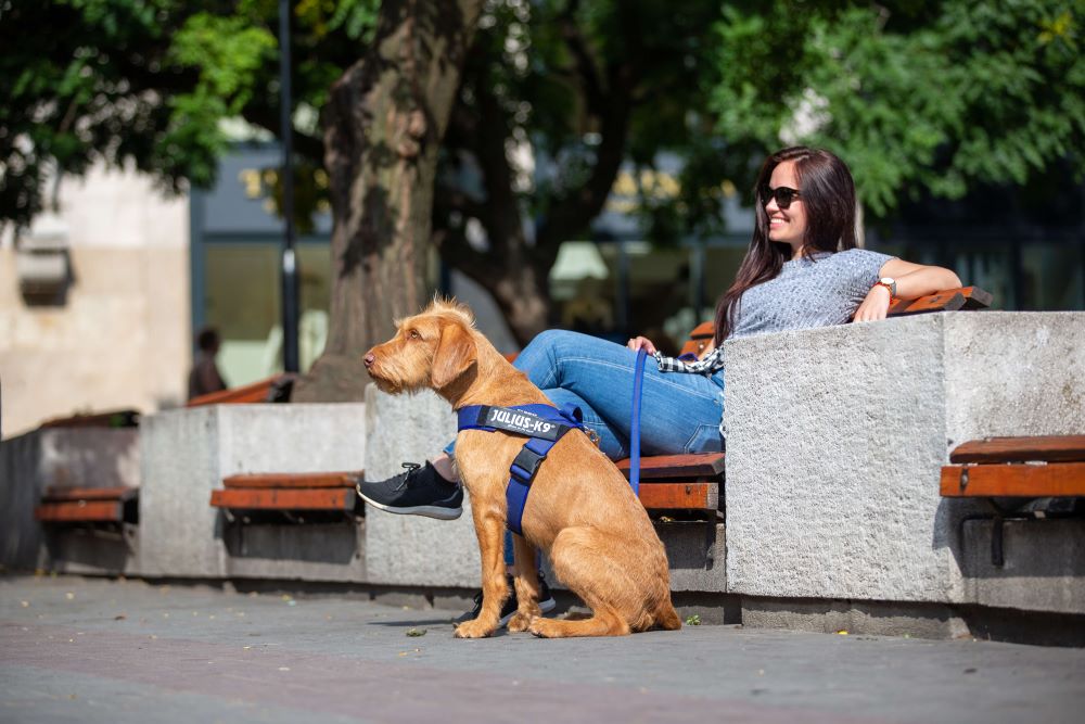 IDC® Color & Gray belt harness (IDC® ベルトハーネス) Size1~3 大型犬用