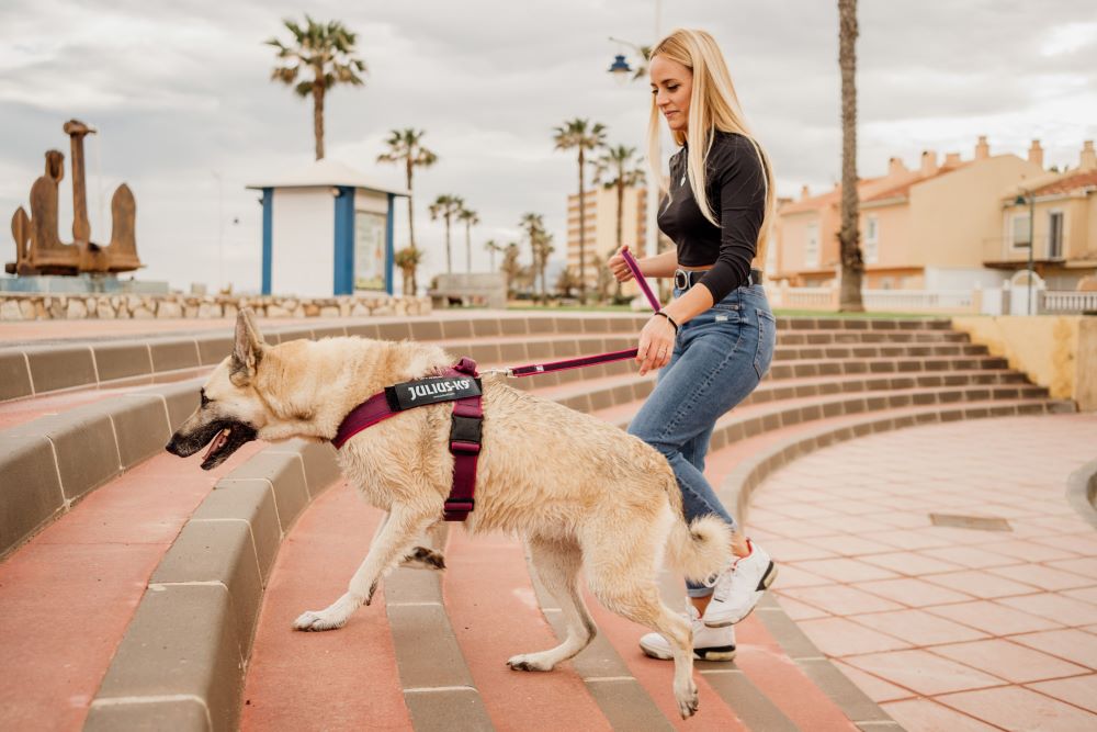 IDC® Color & Gray belt harness (IDC® ベルトハーネス) Size1~3 大型犬用