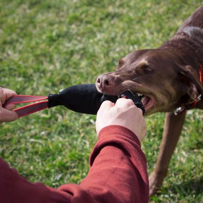 Pulling toys - Cotton/Nylon tug (ハンドル付き綱引きおもちゃ - コットン/ナイロンタイプ)