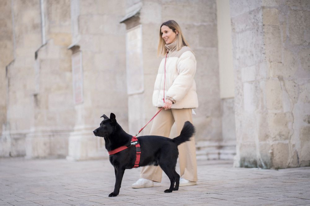 IDC Color & Gray leash - with double carabiner clip (スーパー