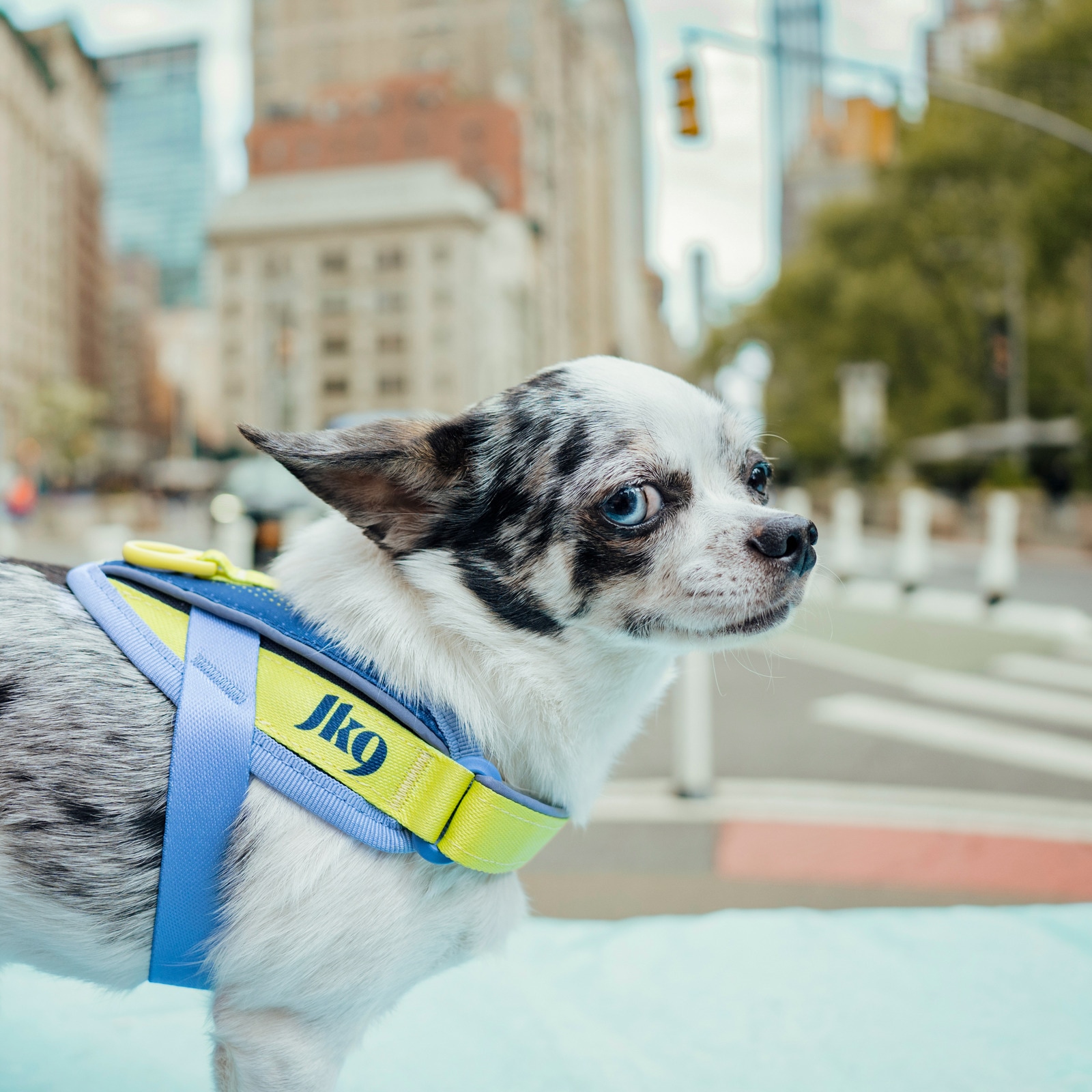 いぬズ JK9 Street harness (ストリートハーネス) 小型犬用 | ハーネス